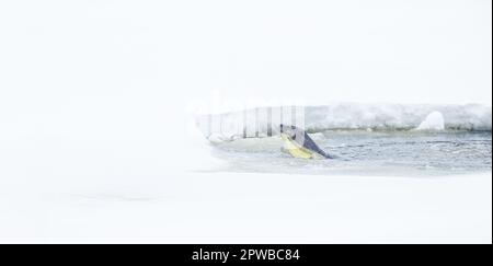 Otterfütterung in einem kleinen belüfteten Fischteich im Norden von Wisconsin. Stockfoto