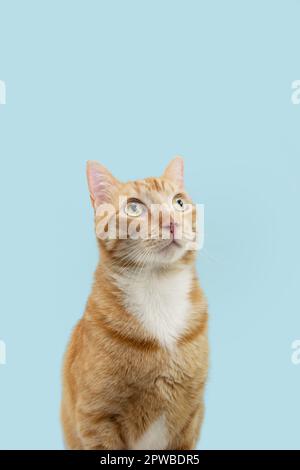 Profil niedliche Ingwer-Orange-Katze, die aufblickt. Isoliert auf blauem Pastellhintergrund Stockfoto
