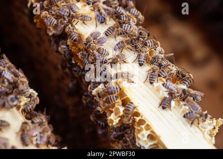 Fleißige Bienen krabbeln über Wabenrahmen, jede Zelle voller süßem Nektar ihrer Arbeit. Stockfoto