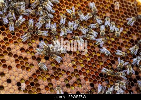 Rahmen für Bienenstöcke gefüllt mit Waben und geschäftigen Bienen im Bienenstock am Sommertag. Bienenzucht. Stockfoto