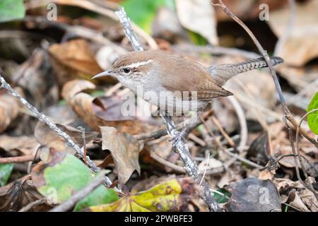 Ein Bewick's Wren in den Lake Merritt Gardens in Oakland, Kalifornien. Stockfoto