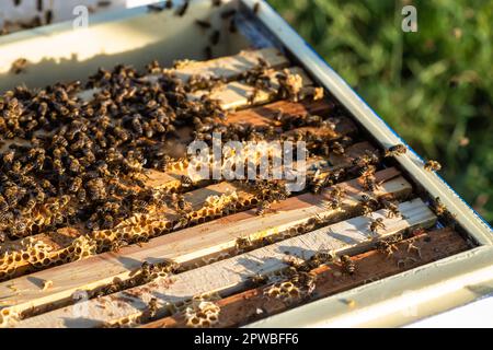 Fleißige Bienen krabbeln über Wabenrahmen, jede Zelle voller süßem Nektar ihrer Arbeit. Stockfoto