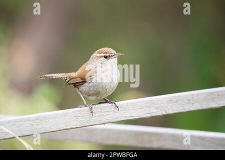 Ein Bewick's Wren in den Lake Merritt Gardens in Oakland, Kalifornien. Stockfoto