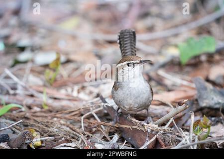 Ein Bewick's Wren in den Lake Merritt Gardens in Oakland, Kalifornien. Stockfoto