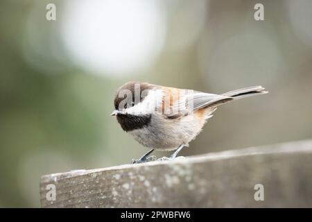 Eine Chickadee mit Kastanienfutter in den Gardens am Lake Merritt in Oakland, Kalifornien. Stockfoto