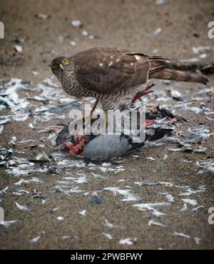 Sperling, der eine Taube auf dem Boden frisst, britische Wildtiere, Raubvögel Stockfoto