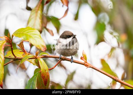 Eine Chickadee mit Kastanienfutter in den Gardens am Lake Merritt in Oakland, Kalifornien. Stockfoto