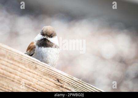 Eine Chickadee mit Kastanienfutter in den Gardens am Lake Merritt in Oakland, Kalifornien. Stockfoto