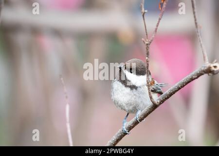 Eine Chickadee mit Kastanienfutter in den Gardens am Lake Merritt in Oakland, Kalifornien. Stockfoto