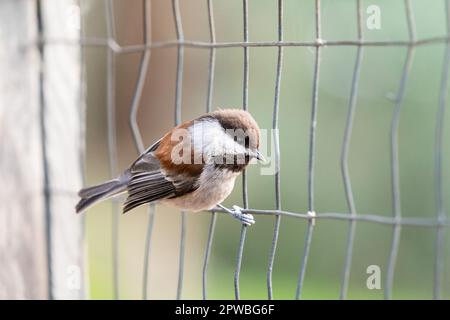 Eine Chickadee mit Kastanienfutter in den Gardens am Lake Merritt in Oakland, Kalifornien. Stockfoto