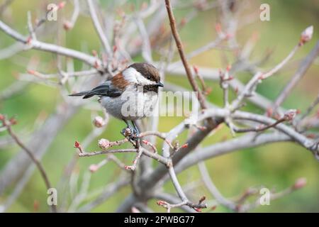 Eine Chickadee mit Kastanienfutter in den Gardens am Lake Merritt in Oakland, Kalifornien. Stockfoto