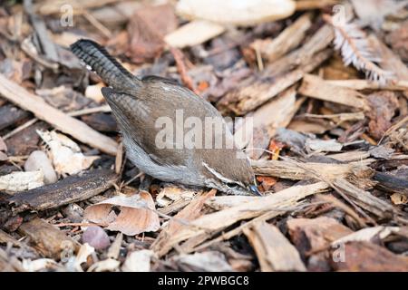 Ein Bewick's Wren in den Gardens am Lake Merritt in Oakland, Kalifornien. Stockfoto