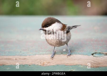 Eine Chickadee mit Kastanienfutter in den Gardens am Lake Merritt in Oakland, Kalifornien. Stockfoto