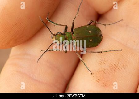 Grüner Tigerkäfer in der Hand, Großbritannien. Stockfoto