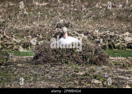 Nahaufnahme von Mute schwam saß auf einem erhöhten Nest von Zweigen auf Schlammflächen im Hafen von Poole, Dorset, Großbritannien Stockfoto