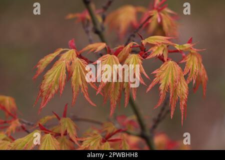 Äste mit Blättern auf Acer japonicum in der Natur Stockfoto