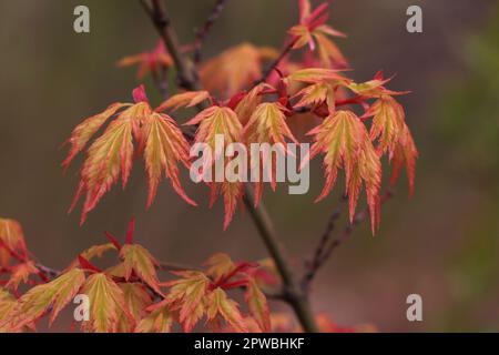 Äste mit Blättern auf Acer japonicum in der Natur Stockfoto