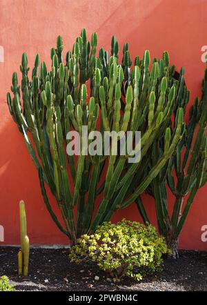 Euphorbia canariensis cactus wächst gegen die rote Mauer auf der Straße der Kanarischen Inseln. Stockfoto