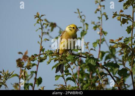 Yellowhammer (Emberiza citrinella) hoch oben in einer Hecke, Cambridgeshire, Großbritannien Stockfoto