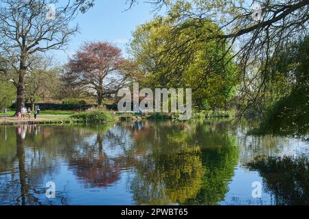 Ziersee im Broomfield Park, Palmers Green, North London UK, im Frühling Stockfoto