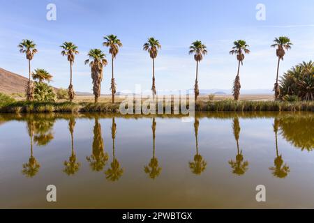 Lake Tuendae ist ein künstlicher Teich im Desert Studies Center in Zzyzx, Kalifornien, und ist die Heimat des vom Aussterben bedrohten Mohave tui Chub. Stockfoto