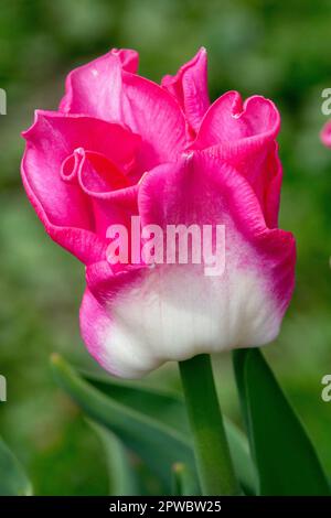 Pink, Coronet Tulip, Porträt, Blume, Tulipa „Dynastie-Krone“ Stockfoto