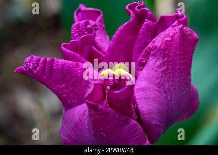 Lila Blume, Tulipa „Krone von Negrita“, April, Tulpe, Blüte, Nahaufnahme Stockfoto