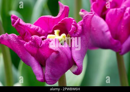 Coronet Tulip Flower, Tulipa „Krone von Negrita“, Purple Tulip Stockfoto