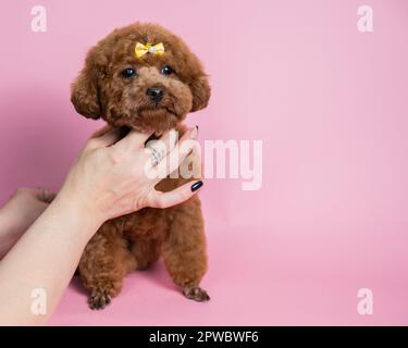 Eine Frau, die einen Spielzeugpudel auf pinkfarbenem Hintergrund hält. Stockfoto