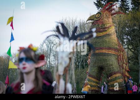 Hampshire, Großbritannien. 29. April 2023 Celtic Fire Festival: Der Wickerman auf der Butser Ancient Farm, South Downs National Park. Das Celtic Fire Festival feiert Beltane, die alte keltische Feier, die die Fruchtbarkeit des Landes und die Ankunft des Sommers kennzeichnet. Dieses yearÕs-Angebot ist ein gewebter Vogel vom Bildhauer Mark Antony Haden Ford, der gebaut wurde, um bei Sonnenuntergang zu brennen. Kredit: Guy Corbishley/Alamy Live News Stockfoto