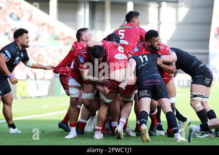 Llanelli, Großbritannien. 29. April 2023. Josh Macleod of Scarlets (6) hat seine Shorts heruntergezogen. Rugby im European Challenge Cup, Halbfinalspiel, Scarlets gegen Glasgow Warriors im Parc y Scarlets in Llanelli, Wales, am Samstag, den 29. April 2023. Bild von Andrew Orchard/Andrew Orchard Sportfotografie/Alamy Live News Kredit: Andrew Orchard Sportfotografie/Alamy Live News Stockfoto