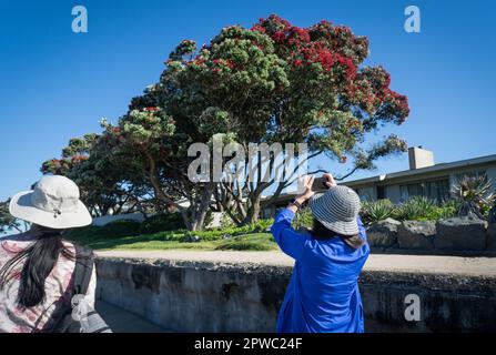 Frau, die im Sommer Smartphone-Fotos vom blühenden Pohutukawa-Baum am Milford Beach macht. Auckland. Stockfoto