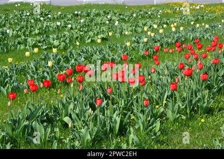 Blühende rote, weiße, gelbe Tulpen wachsen in einer interessanten Perspektive. Interessantes Landschaftsdesign mit grünem Rasen und Tulpen. Stockfoto