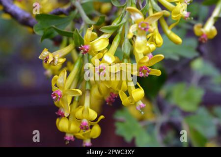 Wunderschöne, leuchtend blühende Obstcurrant mit gelben interessanten Blumen und grünen Blättern, die auf der Straße wachsen. Stockfoto