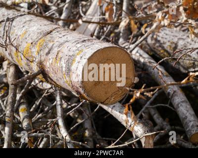 Ein umgestürzter Baum liegt im Wald Stockfoto