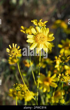 Wunderschöne gelbe kalifornische Wildblumen blühen im Frühling. Stockfoto