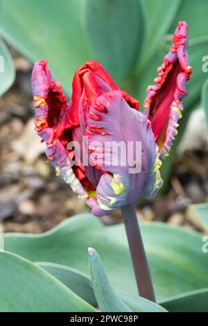 Tulipa "Rokoko", wunderschön, Papageientulpe, Portrait Stockfoto