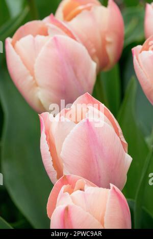 Tulpen, Kultivare Tulpe „Van Eijk Salmon“ Stockfoto