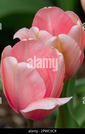 Tulipa "Lachs Impression" Darwin Tulip Stockfoto