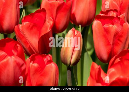 Red Tulips Darwin Hybrid, Tulip Bud Tulipa „Red Impression“ Stockfoto