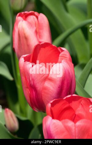 April, Pink, Blume, Tulpe, Pink Impression, Tulipa, Bloom, Tulipa „Pink Impression“ Stockfoto