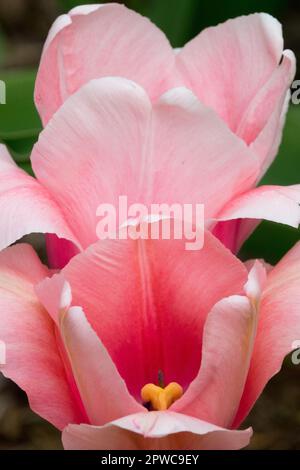 Tulipa „Apricot Impression“ Stockfoto