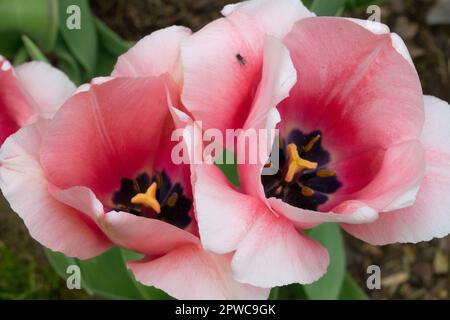 Tulip „Apricot Impression“, Tulipa, Pink, Tulips, Offen, Blüten, Darwin Hybrid Stockfoto