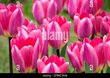 Tulip "Licht und träumt" Rosa Rot, Tulpen Stockfoto