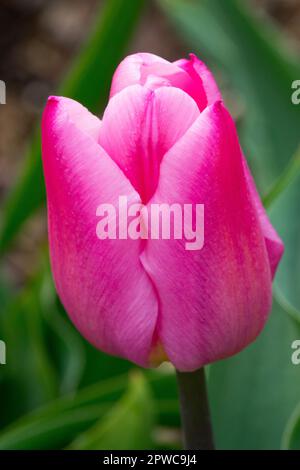 Pink Tulip, Portrait, Flower, Tulipa „Christmas Dream“, Triumph Tulip Stockfoto