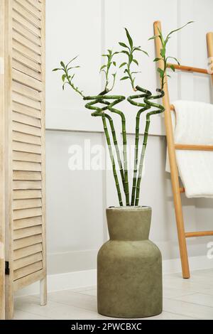 Vase mit grünen Bambusstämmen, Klappschirm und Leiter auf dem Boden im Zimmer. Innendesign Stockfoto