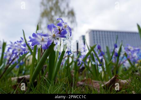 Nahaufnahme von lila Blumen auf dem Feld in der Stadt Stockfoto