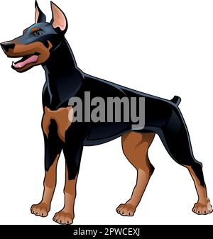 Dobermann Pinscher. Vektor isolierter Hund. Stock Vektor