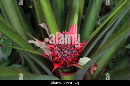 Blick aus einem hohen Winkel auf eine rötliche Ananasblüte mit individuell blühenden lila Blüten Stockfoto