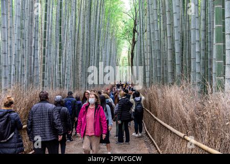 Arashiyama Bambuswald, April 2023, Touristenbesucher, die durch den berühmten Bambushain, Kyoto, Japan, Asien spazieren Stockfoto